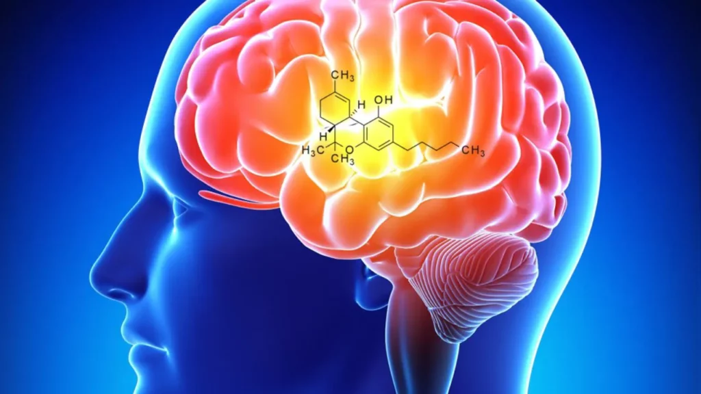 Illustration of human brain with Cannabis diagram overlaying it