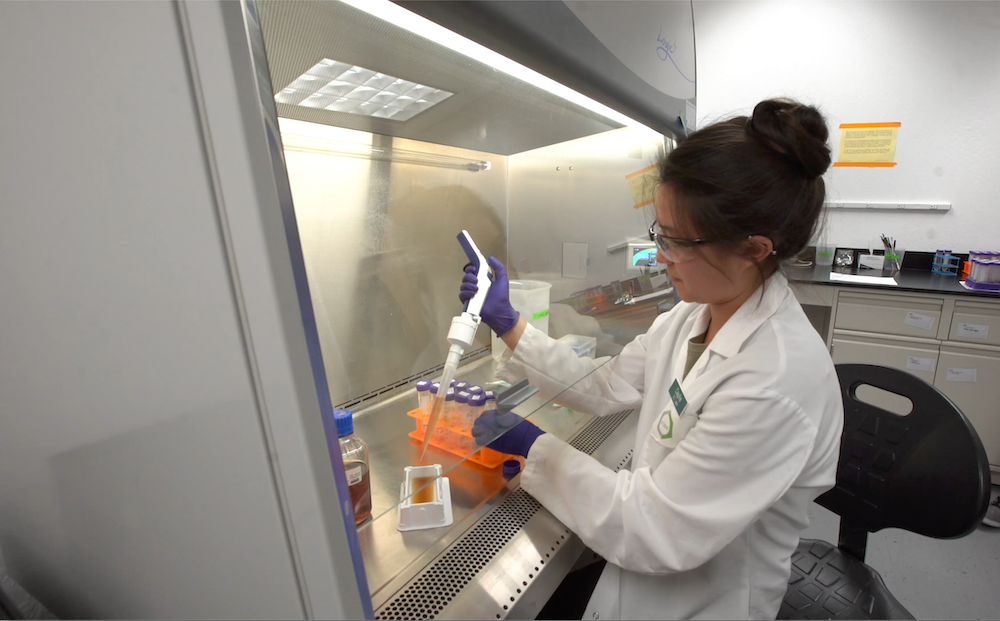 Scientist using a pipette to extract liquid