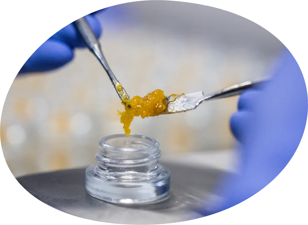 Cannabis resin manufacturing